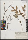 Foto von Salix phylicifolia L.